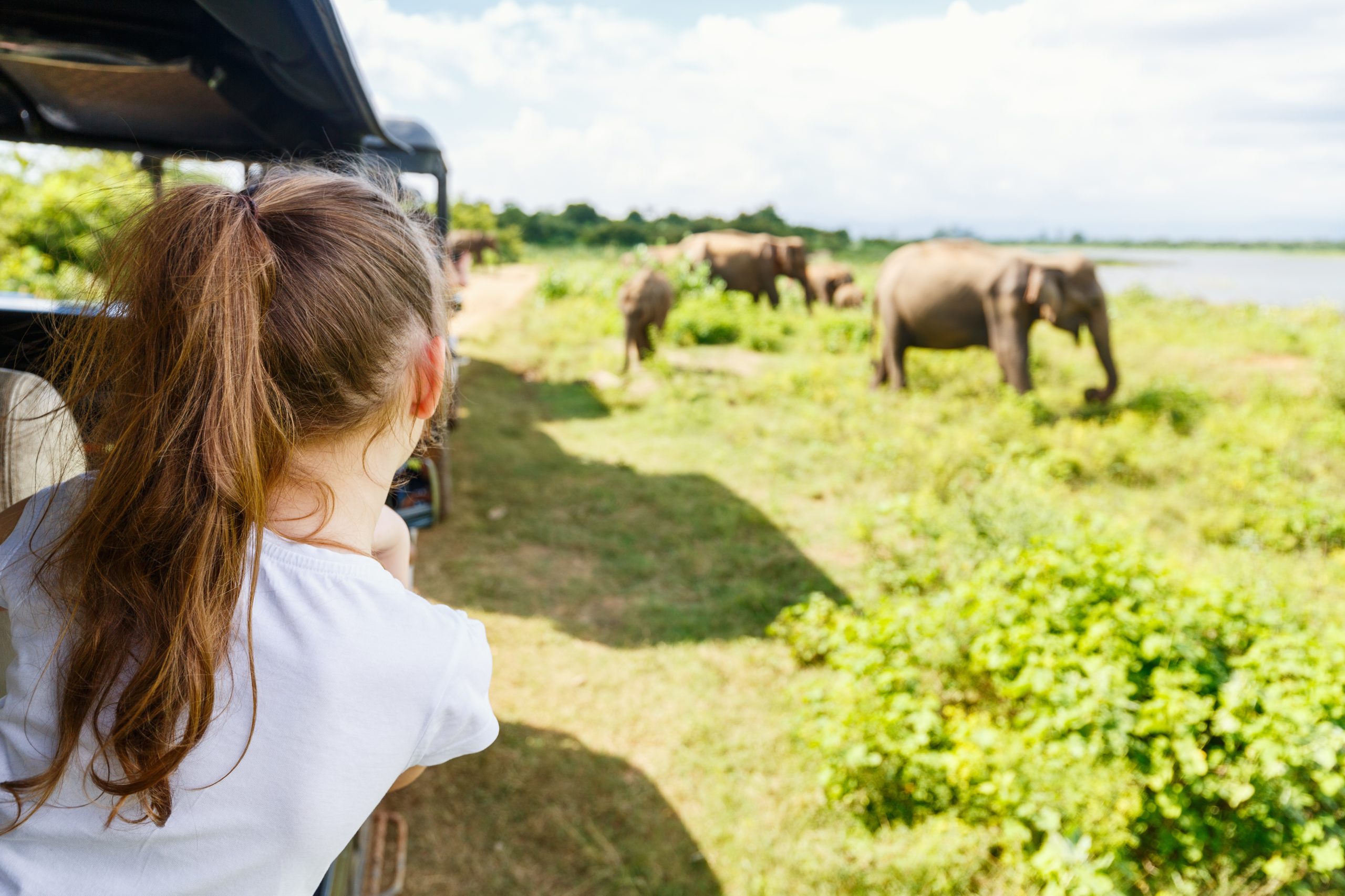 A girl watching elephants on a solo adventure tour