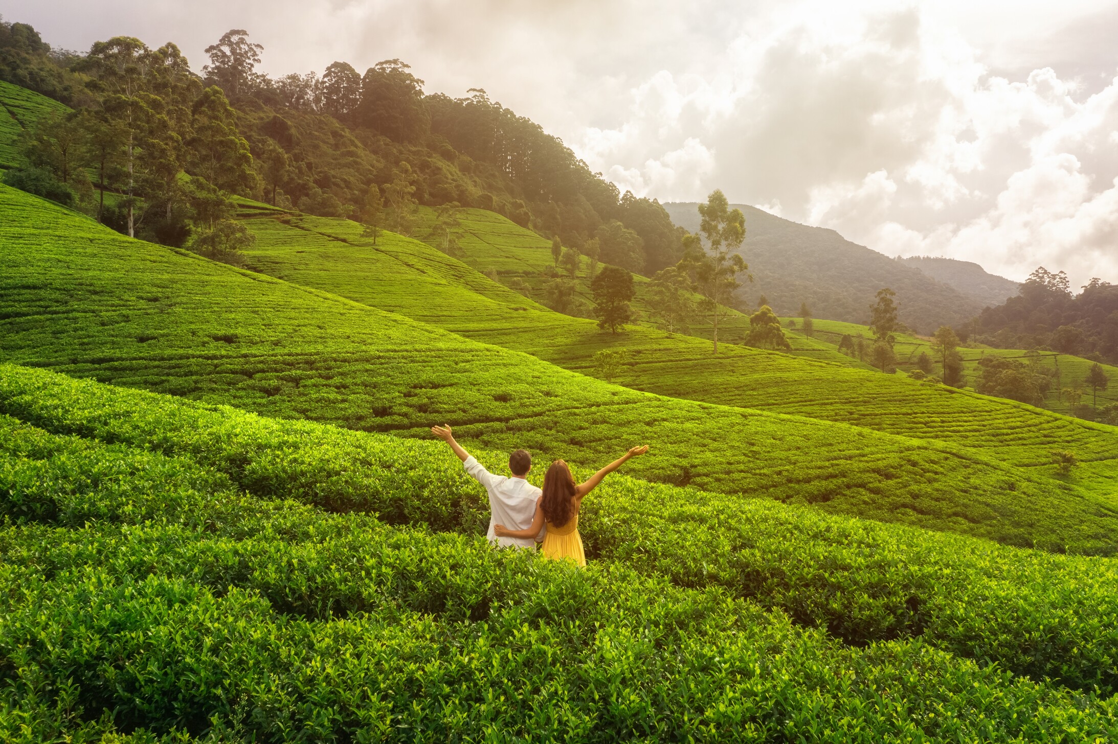 A romantic couple visits a beautiful tea field on a hill during their honeymoon tour in Sri Lanka.