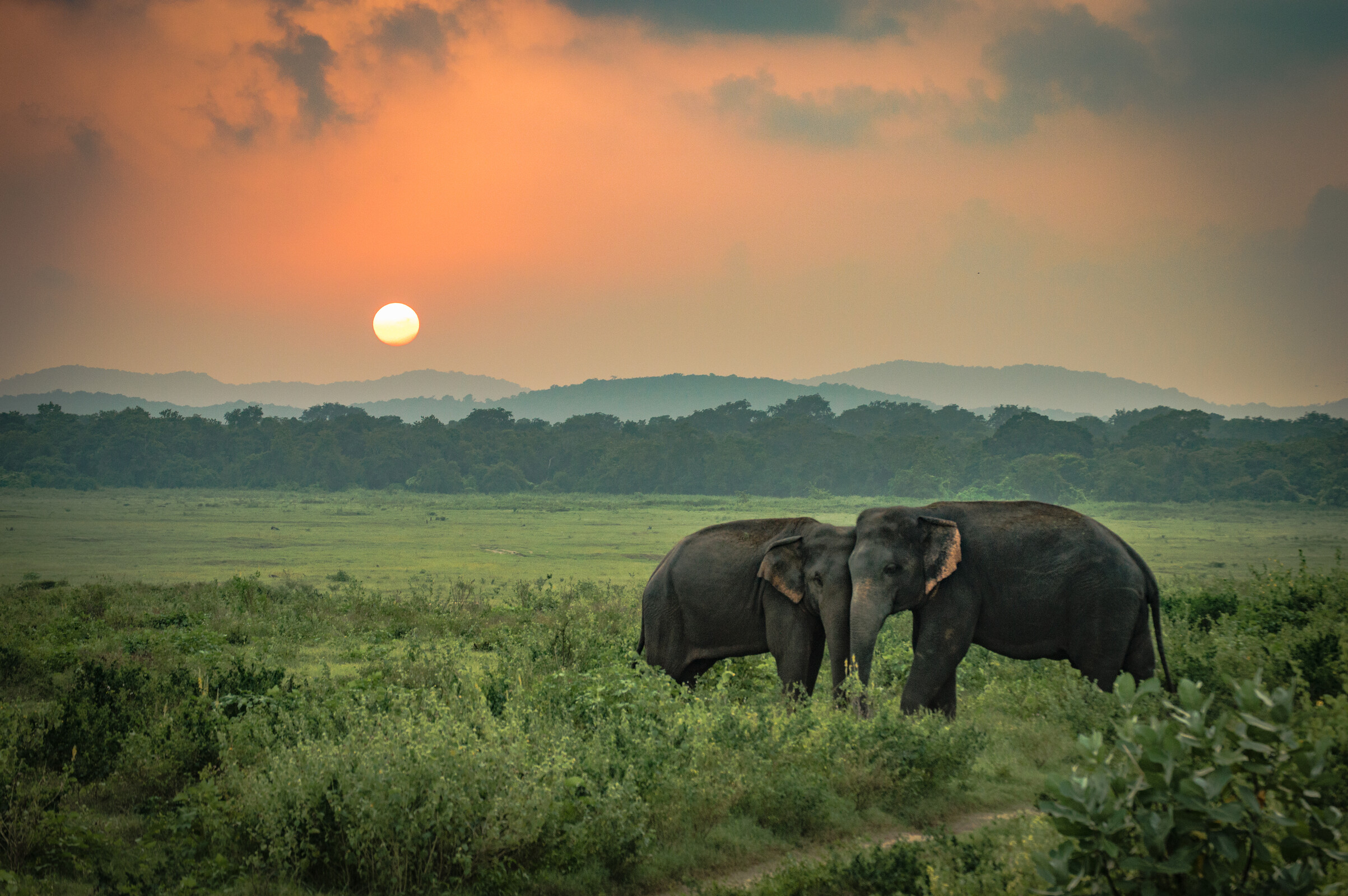 Lovely couple of elephants at beautiful sunset over a savanna landscape