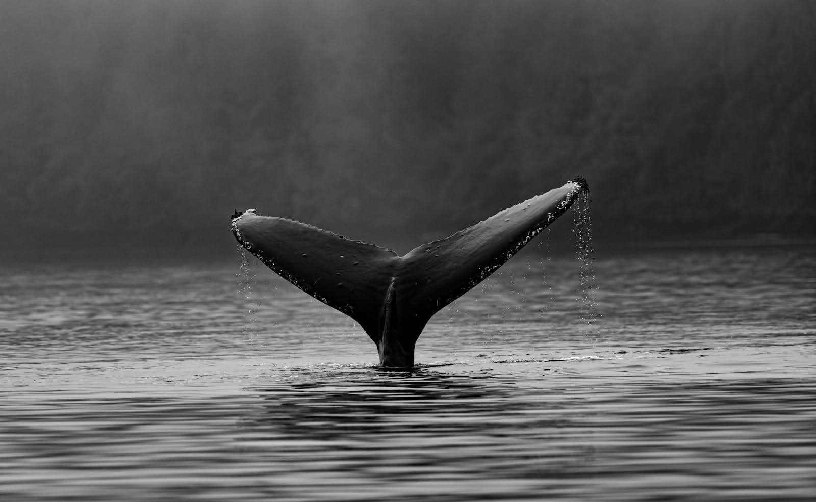 Whale tail fluke emerging from sea in mirissa