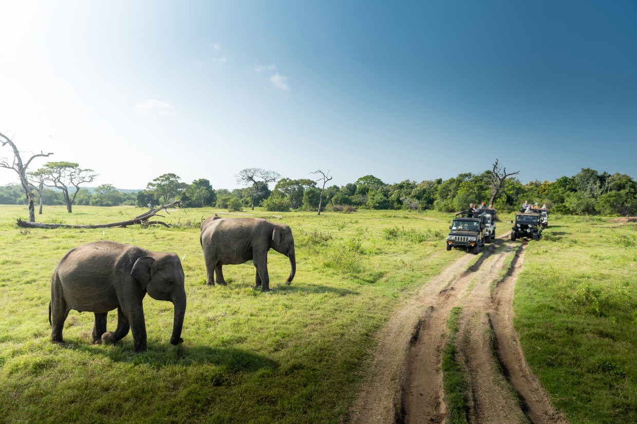 A naturalist observing elephants at a respectful distance in a Sri Lankan national park